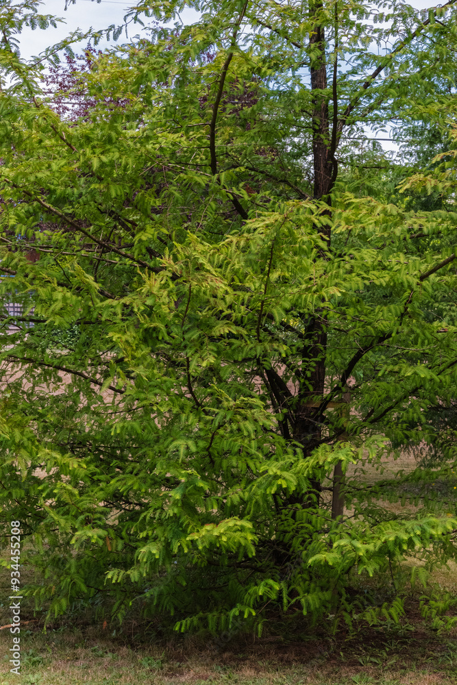 Fototapeta premium Dawn redwood (Metasequoia glyptostroboides)