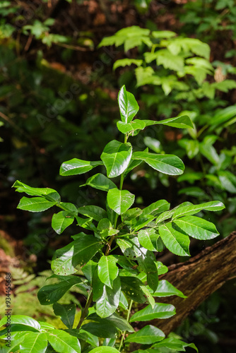 Cherry Laurel (Prunus laurocerasus) 