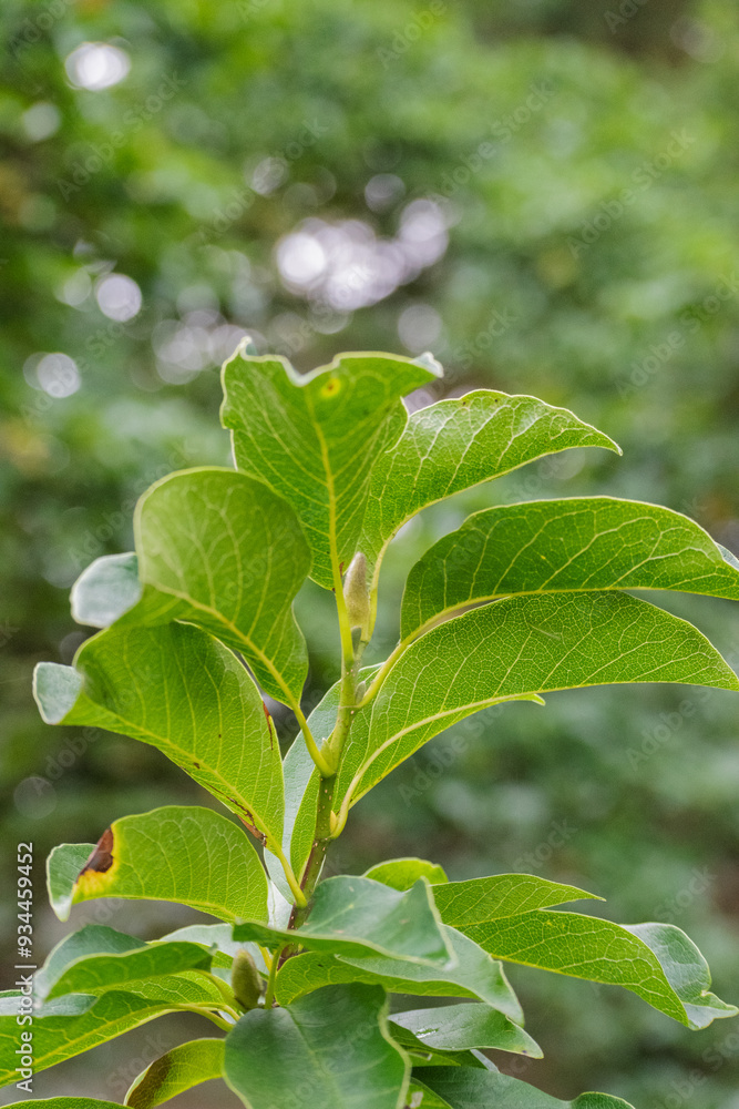 Obraz premium Magnolia × soulangeana