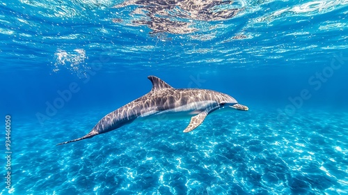 Dolphin Swimming Underwater in Turquoise Water photo