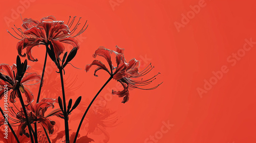 Vibrant Red Poppies Isolated photo