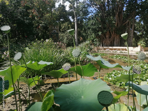 Laghetto con ninfee e papaveri nel giardino botanico di Palermo. photo