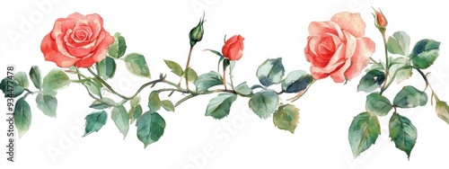 Watercolor illustration of a climbing rose featuring isolated clipart against a white background