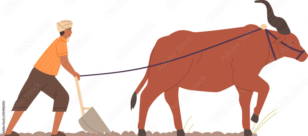 Indian farmer plowing with traditional primitive plough and ox. Farm ...