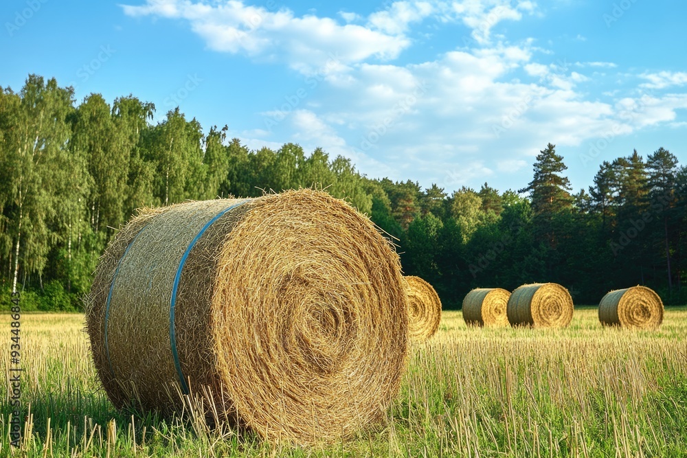 Hay bales in a field with forest in the background. This image is perfect for representing agriculture, nature, or rural life. Hay bales in a field with forest in the background. This image is perfect for representing agriculture, nature, or rural life.