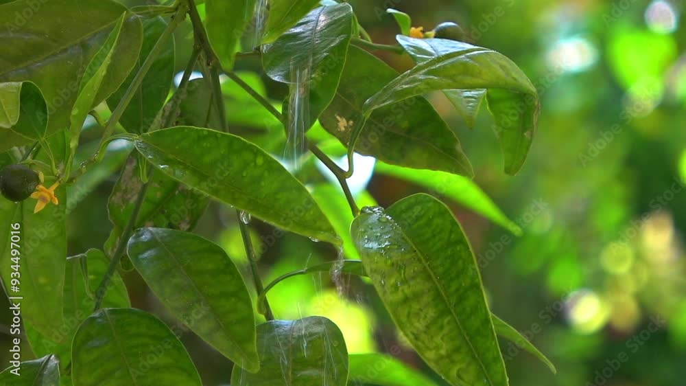 Water Drops Falling on Green Plant Leaves in Summer Footage. Water Drops Falling on Green Plant Leaves in Summer Footage.