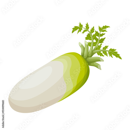 Fresh white radish vector illustration, isolated on white background.