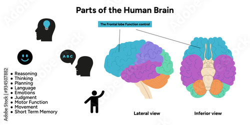 Parts of Human brain anatomy with colored parts diagram medical illustration. Frontal lobe function control