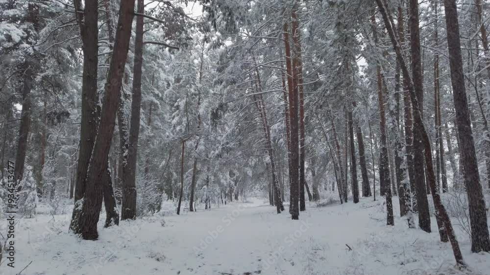 Quality video of a walking in a beautiful winter forest, fresh snow Quality video of a walking in a beautiful winter forest, fresh snow