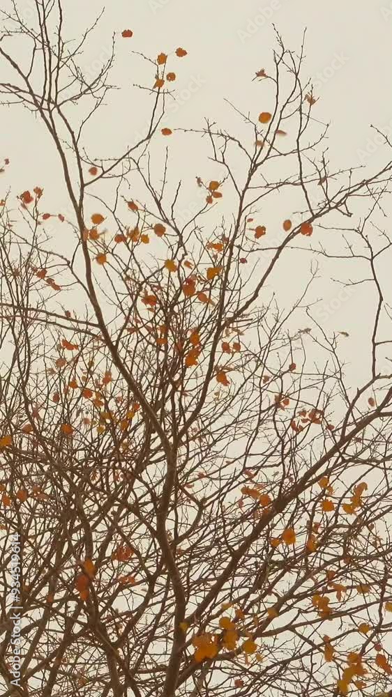Vertical video of a beautiful autumn leaves in a wind. Vertical video of a beautiful autumn leaves in a wind.