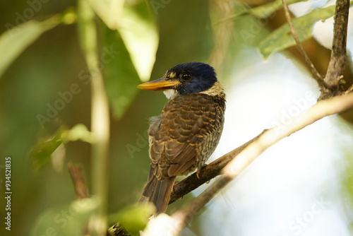 The scaly-breasted kingfisher or regent kingfisher (Actenoides princeps) is a species of bird in the family Alcedinidae endemic to  Sulawesi in Indonesia. photo