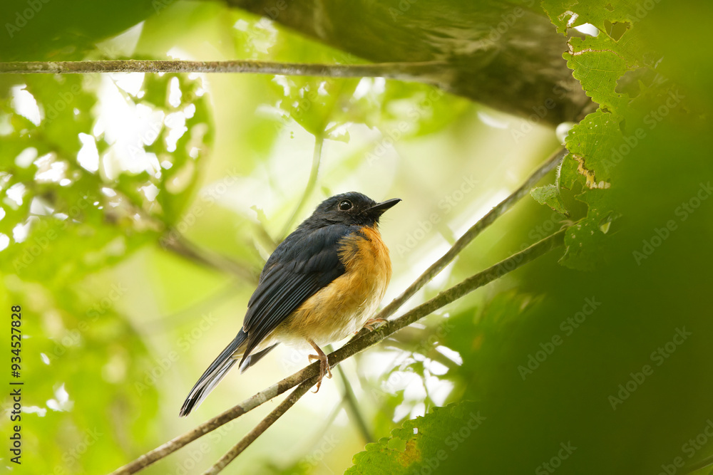 Sulawesi blue flycatcher (Cyornis omissus) is a species of bird in the family Muscicapidae. It is endemic to Sulawesi island, Indonesia. Sulawesi blue flycatcher (Cyornis omissus) is a species of bird in the family Muscicapidae. It is endemic to Sulawesi island, Indonesia.