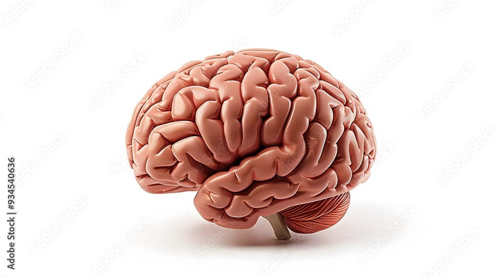 human brain on white background. human brain on white background.