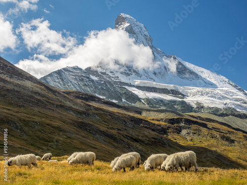 Switzerland, Zermatt, Schwarzsee, Valais Blacknose Sheep with Matterhorn
