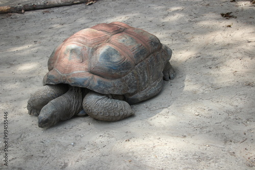 giant galapagos turtle photo