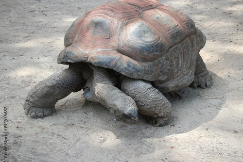 giant galapagos turtle photo