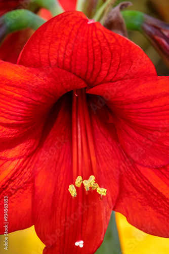 Red amaryllis photo