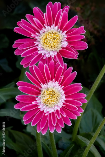 Barberton daisy, pink gerbera daisy