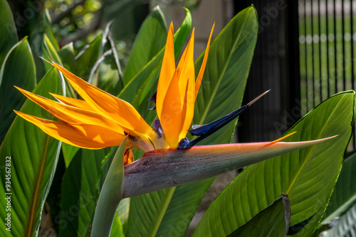 Bird of Paradise flower photo