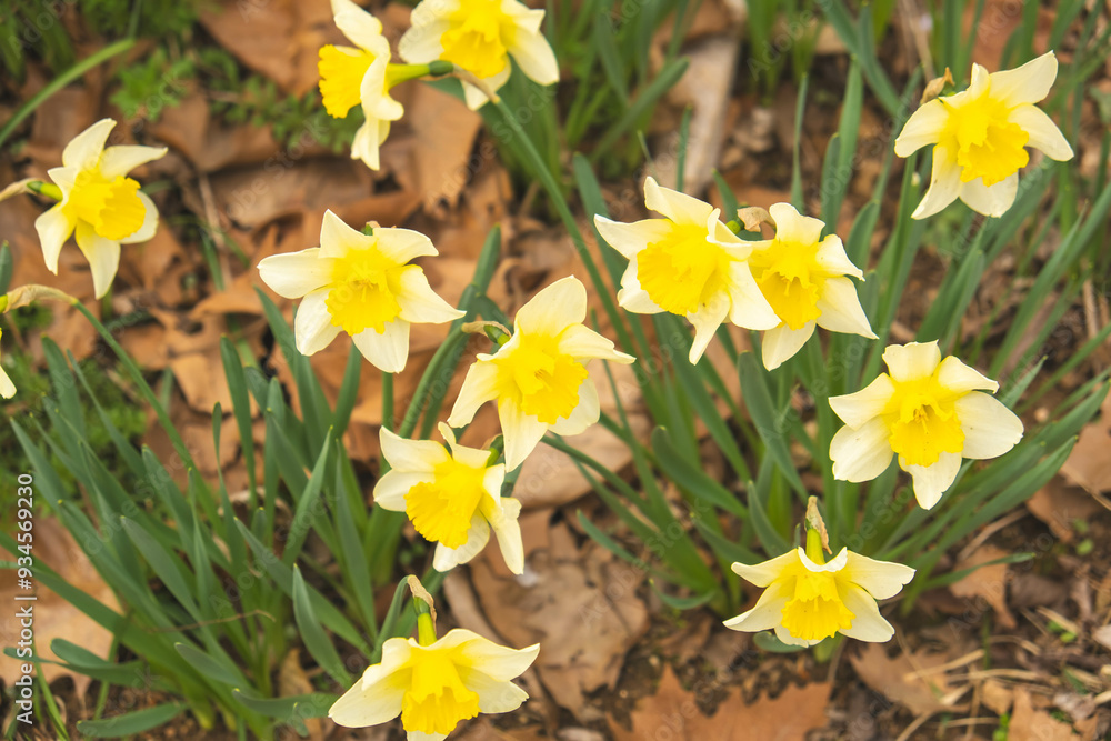 Obraz premium Daffodils in Bloom: A Beautiful Spring Landscape