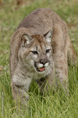 Mountain Lion, Puma.