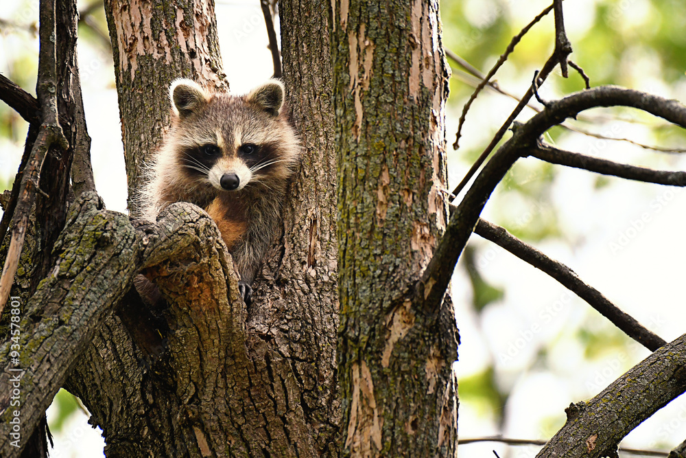 Obraz premium Cute small racoon sitting in a tree