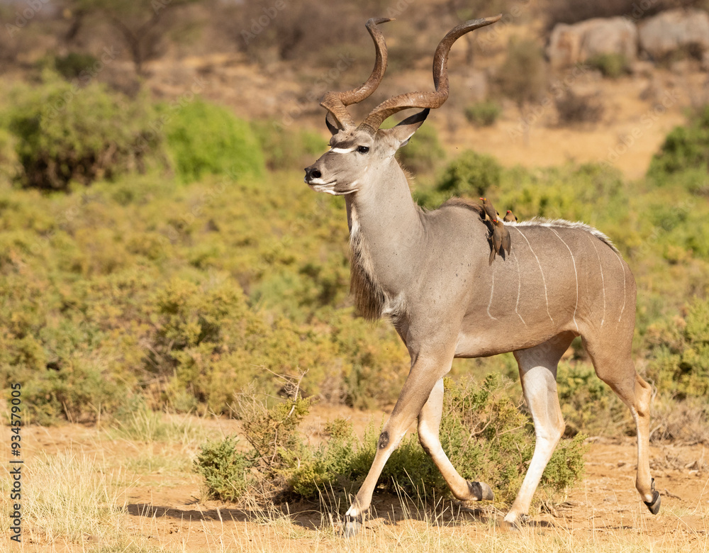 Greater Kudu, Tragelaphus Strepsiceros, Kenya, Africa Greater Kudu, Tragelaphus Strepsiceros, Kenya, Africa