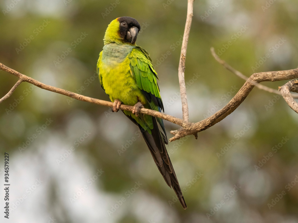 Nanday Parakeet, Aratinga Nanday, perched, Brazil, South America
