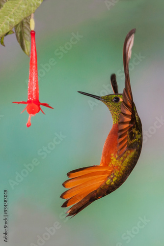 Chestnut-breasted coronet