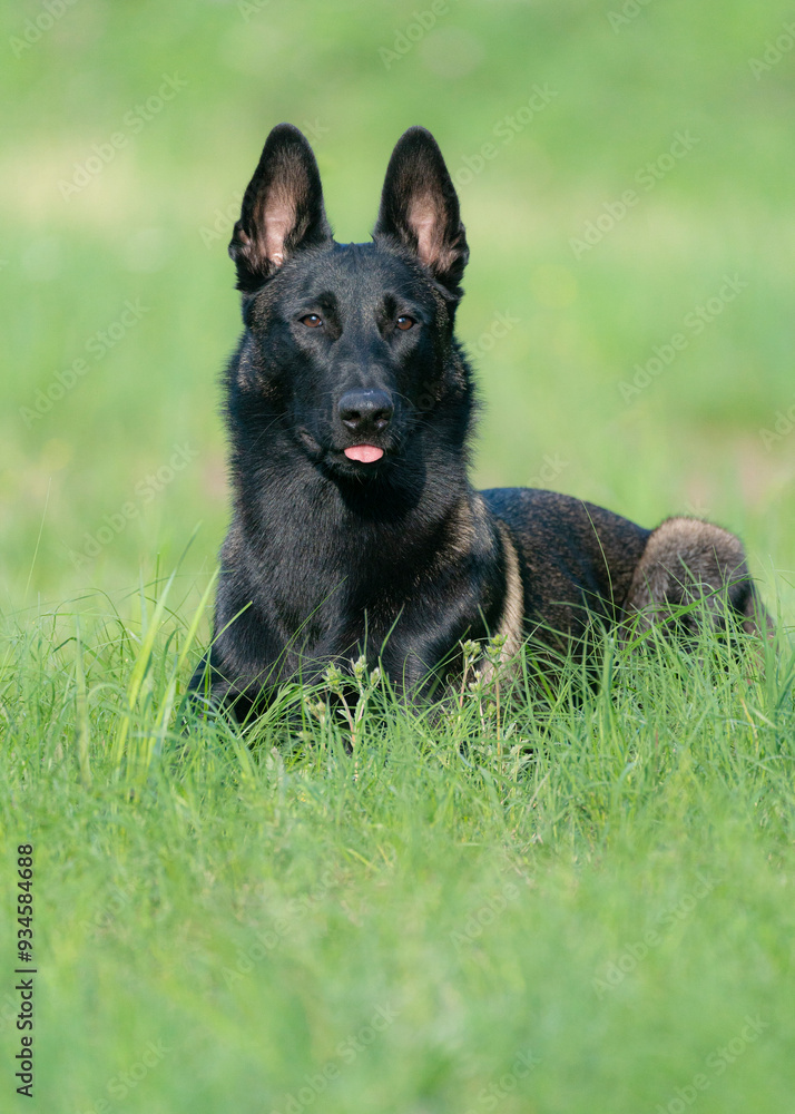 Belgian malinois Belgian malinois