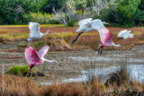 Spoonbills, Ibis and egrets in flight