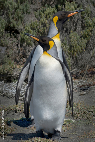 Tierra del Fuego, Chile, Patagonia, South America. Two King Penguins looking in opposite directions. photo