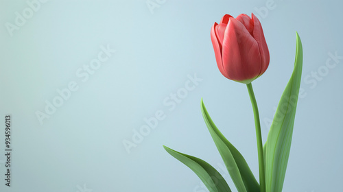 red tulips on blue background with copy space for your text