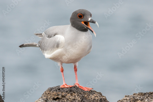 Ecuador, Galapagos National Park. Swallow-tailed gull panting to stay cool. 