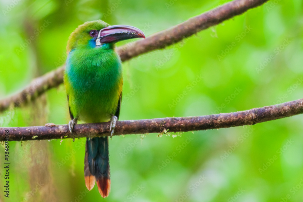 Crimson-rumped toucanet portrait in cloud forest, Ecuador. Crimson-rumped toucanet portrait in cloud forest, Ecuador.