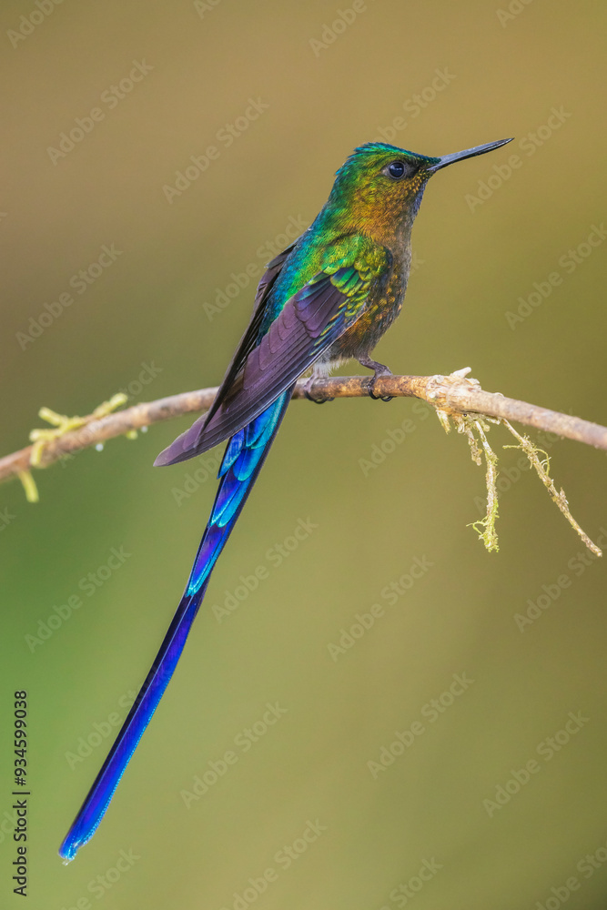 Violet-tailed sylph, a vividly stunning hummingbird living in the cloud forest of Ecuador Violet-tailed sylph, a vividly stunning hummingbird living in the cloud forest of Ecuador