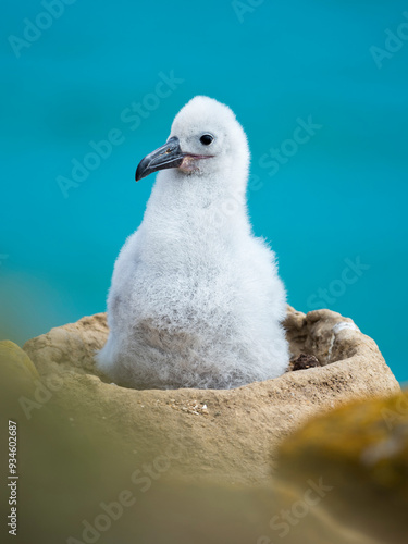 Chick on tower-shaped nest. Black-browed albatross or black-browed mollymawk, Falkland Islands. photo