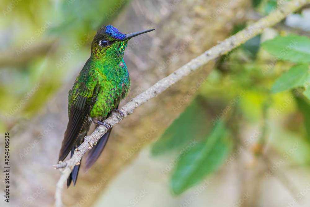 Violet-fronted brilliant pauses for a rest in the mountain forest of Peru Violet-fronted brilliant pauses for a rest in the mountain forest of Peru