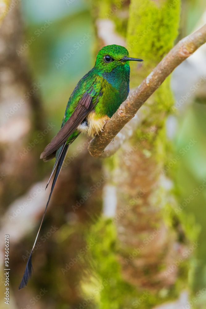 Booted racket-tail hummingbird resting a moment in the mountain forest of Peru Booted racket-tail hummingbird resting a moment in the mountain forest of Peru