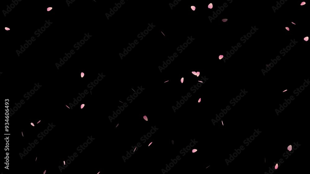 Cherry Blossom Petals burst with Luma Matte. herry blossoms are falling and petals dancing in the wind,
Spring time lapse of opening Sakura flowers on branches Cherry tree background,