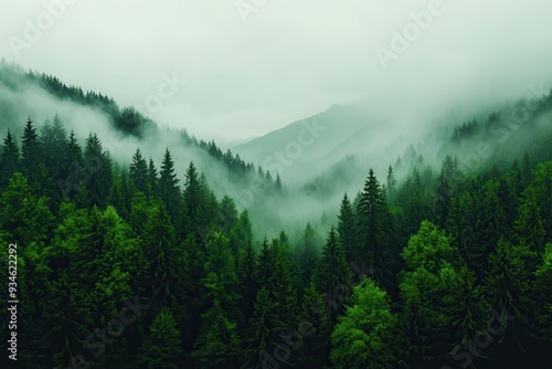 A dark green forest shrouded in fog, obscuring the view of rugged mountains on a cloudy day.