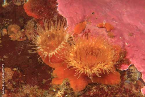 Plumose Sea Anemones (Metridium senile)Saint Lazerius Island near Sitka, Southeast Alaska, USA
