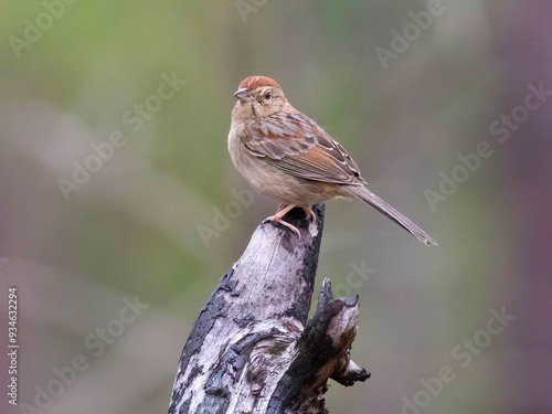 Bird on tree