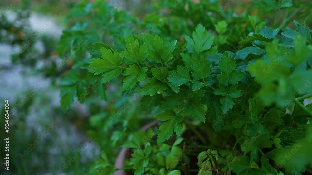 Close-up of lush parsley plant flourishing in an outdoor garden in puglia, italy, highlighting its vibrant green leaves and fresh growth. Close-up of lush parsley plant flourishing in an outdoor garden in puglia, italy, highlighting its vibrant green leaves and fresh growth.