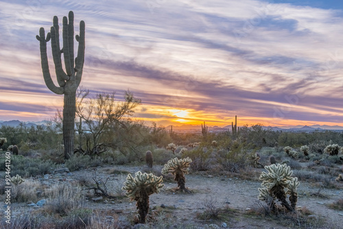 Arizona, Scottsdale. McDowell Sonoran Preserve, Saguaro sunset