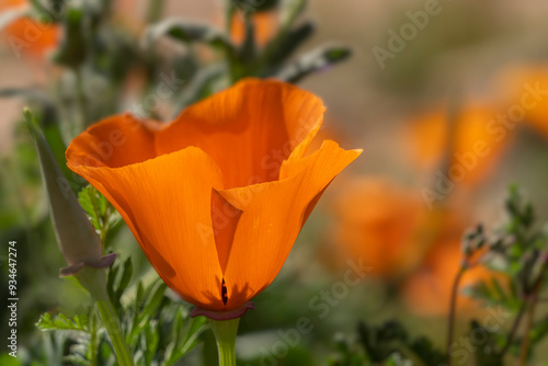 USA, California, Mojave Desert. California poppy close-up. photo