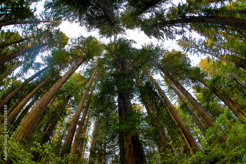 Looking up into grove of redwoods, Del Norte Coast Redwoods State Park, California Looking up into grove of redwoods, Del Norte Coast Redwoods State Park, California