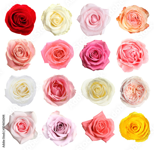 Many beautiful roses isolated on white, set #934656044