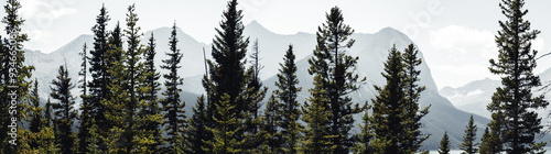 Panoramic view of temperate coniferous forests ecoregion in an Alberta Mountain range. 