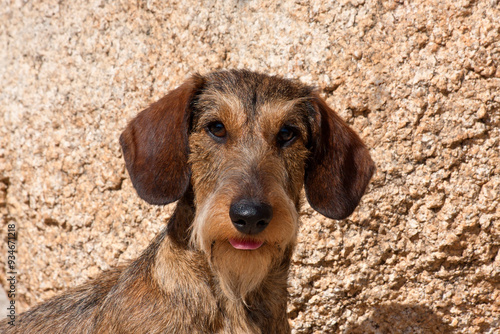 Portrait of a Doxen (MR) photo